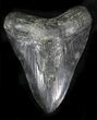 Bargain Megalodon Tooth #23417-1